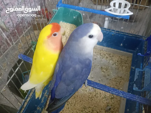 طيور للبيع جواز روز وجواز فشر ..................................................................