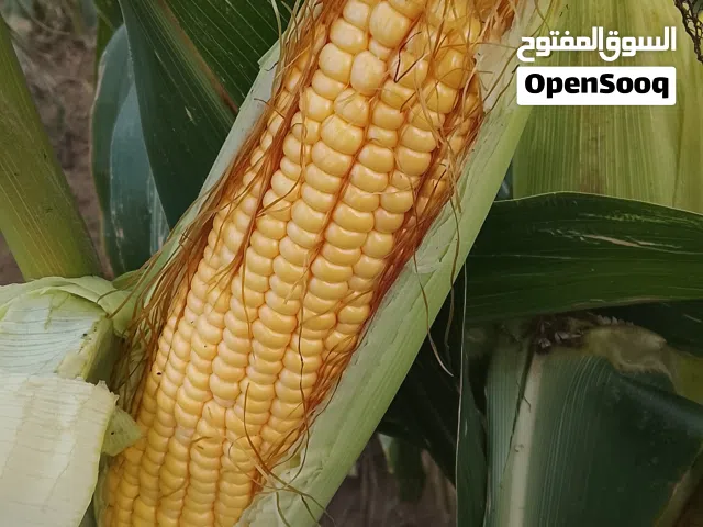 دره سكريه نخب اول