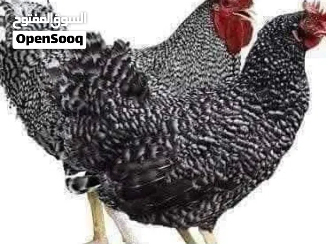 جميزه بيور أصلي عمر أسبوعين