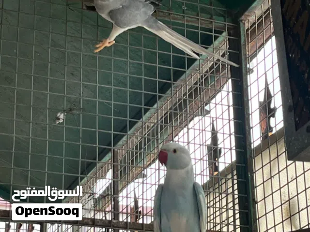 درة زوج منتجات