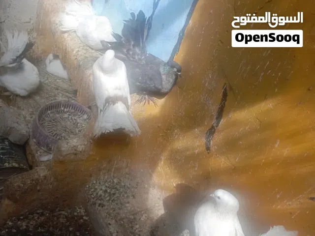حمام هنادي