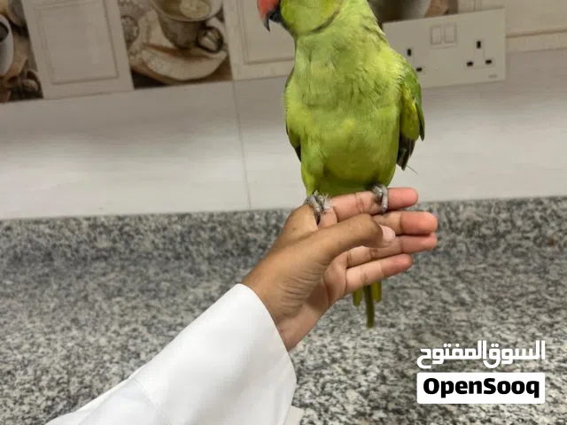 بغبغاء الدره متكلم اليف