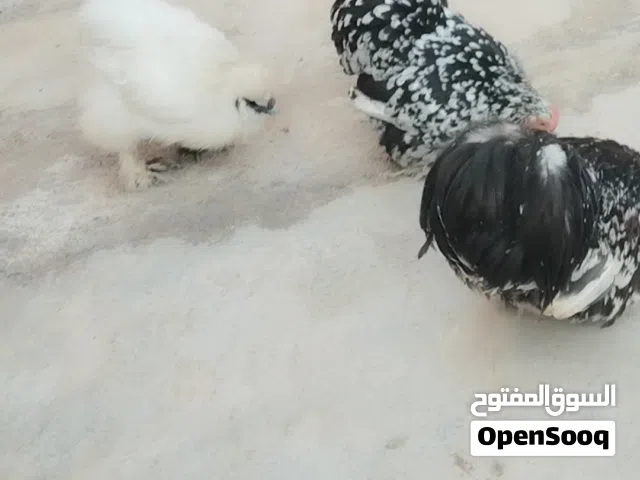 دجاج زينه البيع