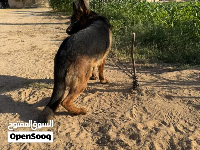 ذكر شوت هير للبيع