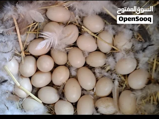 Fertile duck eggs and baby ducks  بيض بط مخصّب وصغار بط للبيع