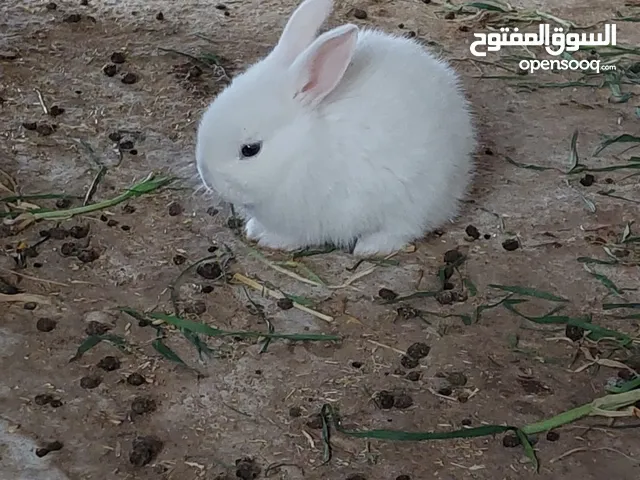 ارانب مميزه صغيره