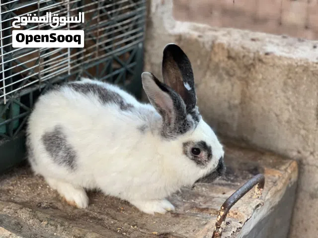 ارانب للبيع
