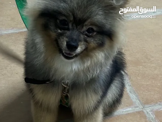 كلبه بومرينيان للبيع 7 شهور