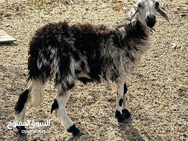 اغنام ذبايح ولتربيه حلال طيب الحمدلله اقرا الوصف تحت