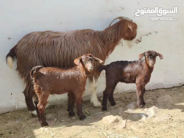 للبيع شاه وصغارها اثنين