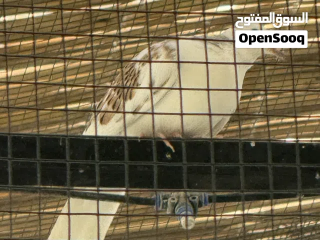 حمام دوف تايلندي - التواصل على الواتس آب فقط