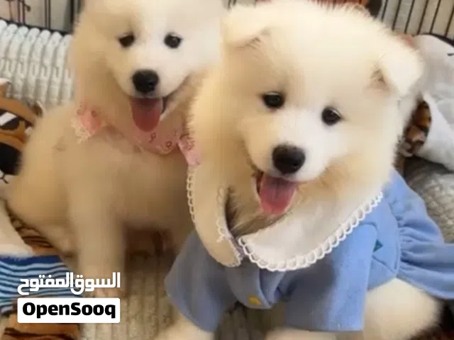 جراوي سامويد