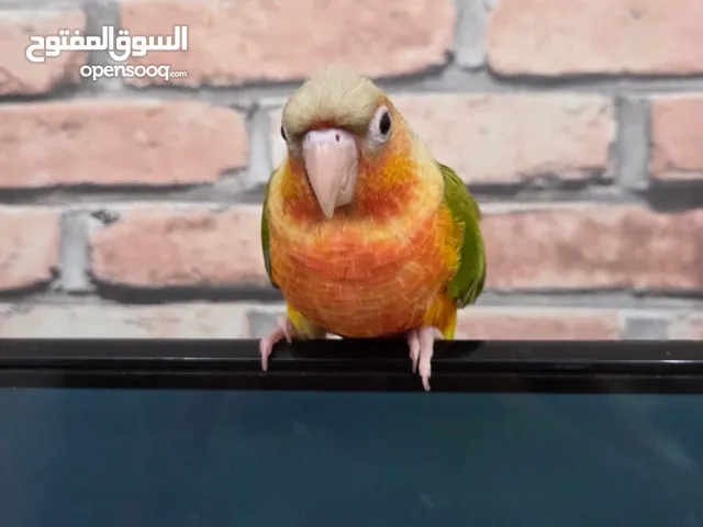 كنيور رد فاكتور. طيران حر اليف جددددا لا يعرف العض ابدا ماشاء الله تبارك الرحمن