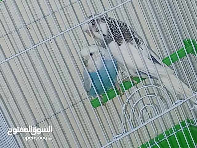 2 عصافير بادجي للبيع غير مزعجين ذكر وانثى هاديين سبب البيع بسافر واخاف اهملهم