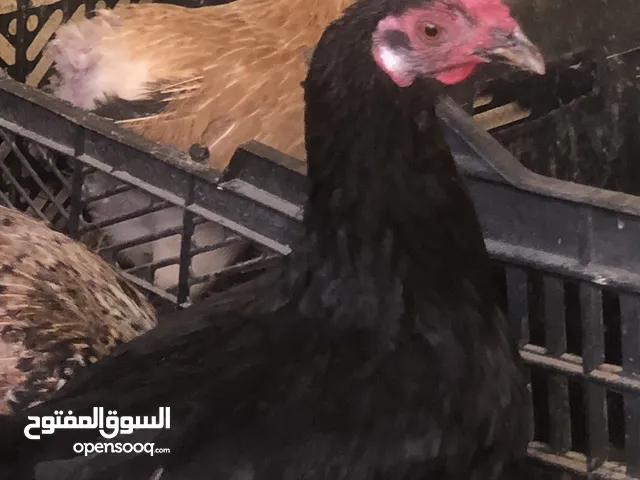 دجاجة سودة