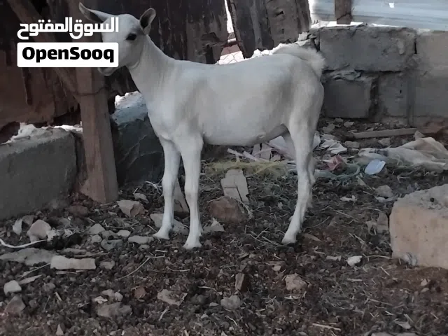 سخله صلاليه بنت 4 شهور