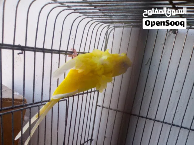 ما شاء الله