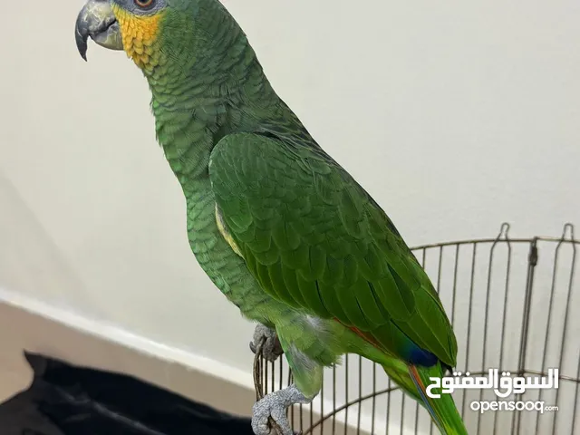AMAZON ORANGE WINGED