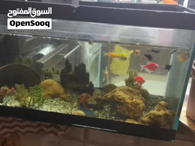 حوض السمك للبيع او البدل البدل عجاجتين وديك مصوره امريكي الباقي بالوصف