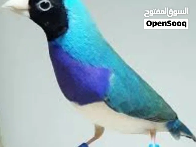 مطلوب كولدن فنش ازرق