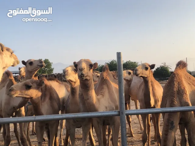 مزرعه قرن الكبش لقعدان مراعي الجنوب المطعومة