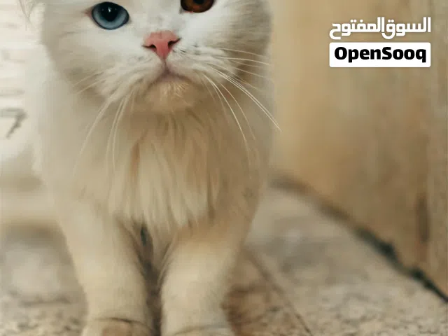 قطه للبيع العمر خمس اشهر قطه شيرازي لون ابيض دب قطبي كثيفه الشعر قطه كثيره اللعب مناسبه للمنزل