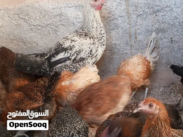 جاج بلدي للبيع