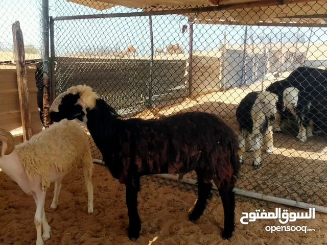 يوجد لدينا خروف نجدي اضحي حق العيد