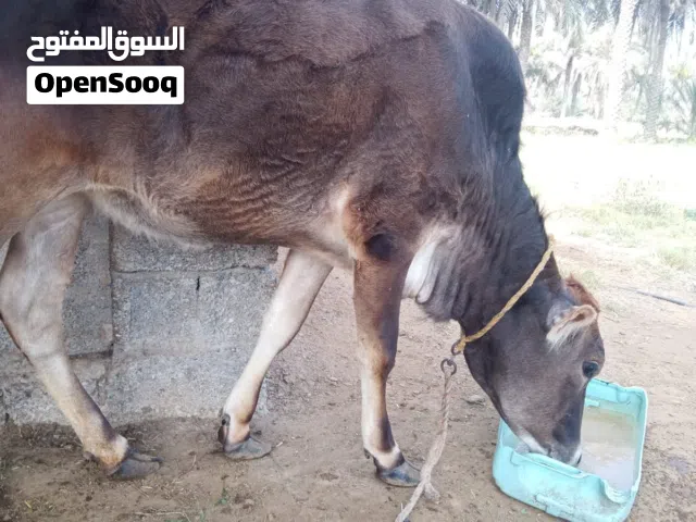 عيلة عمانيه للبيع