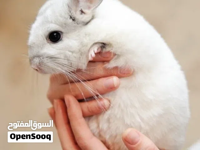 للبيع الشانشيلا أنعم فروه في العالم ونادر  اليف