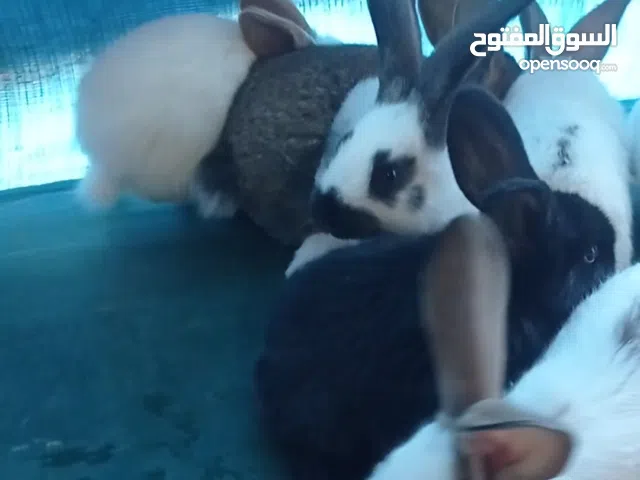 انتاج ارانب الماني فراشة