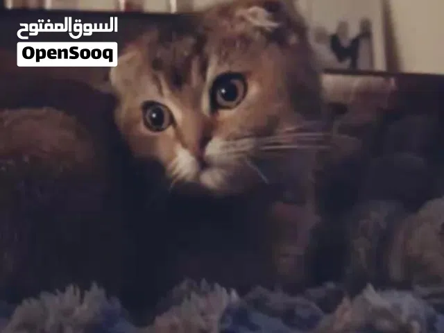 البسه للبيع بسبب السفر