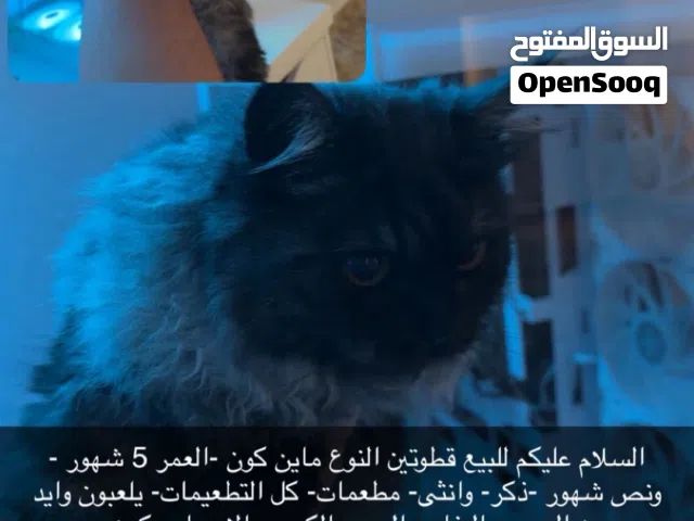 قطاو ماين كون عمارهم 5 شهور