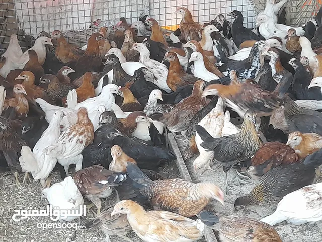 دجاج عماني للبيع جاهز للذبح او التربيه