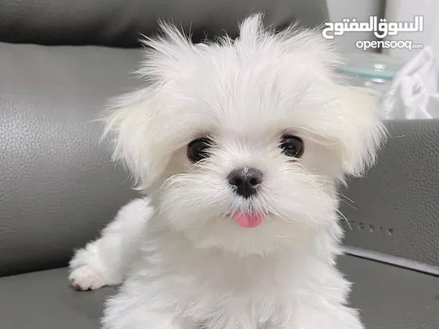 Pomeranian puppies