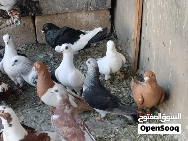 حمام للبيع