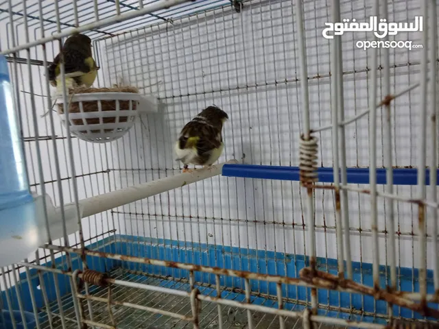 طيور للبيع جميع الانواع مكان مصراته