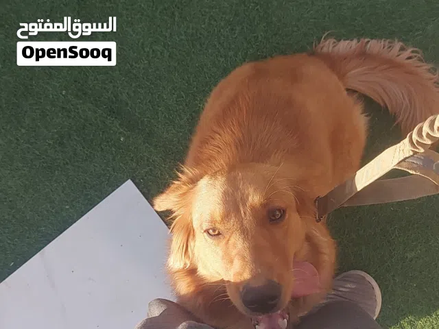 جولدن ريترفر لعوب جدا
