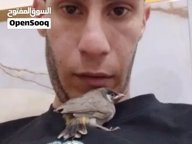 بلابل صغار