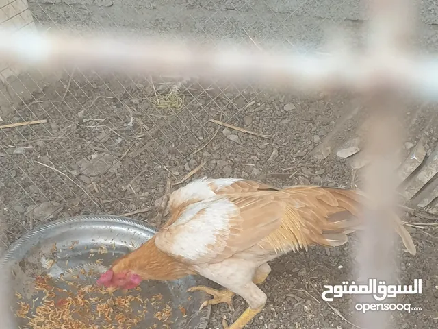 دجاج باكستاني للبيع