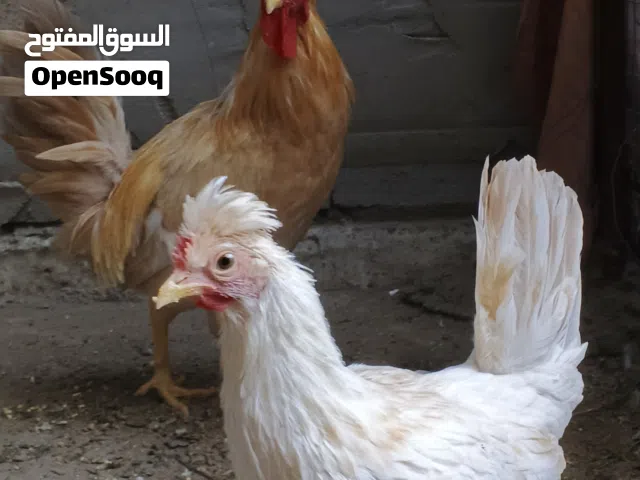 زوج دجاج كويتي افرك ليموني