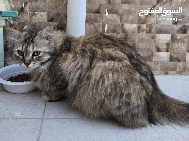 للبيع قطه شيرازية اليفه