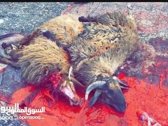 لحام متنقل