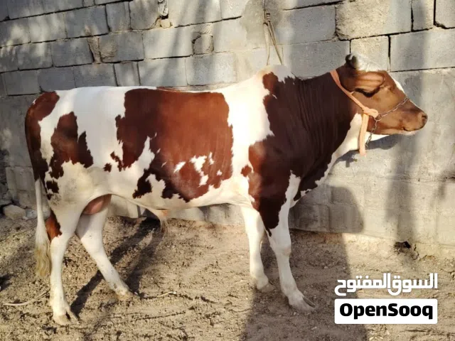 عجل هولندي الشتاين