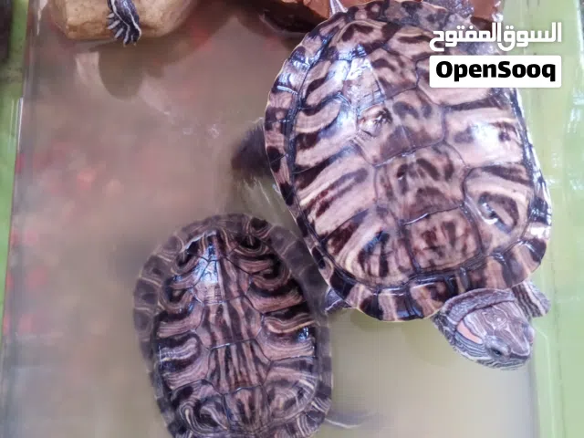 ثلاث سلاحف برمائية إذن حمراء