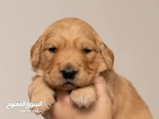 افضل الجراء للاطفال والمنزل