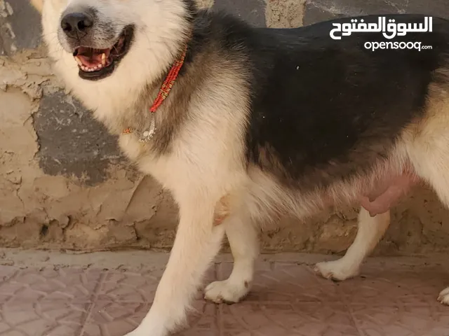 كلبه جيرمن على هاسكي مع 2 عيالها اعمارهم 90 يوم لمحبين التربيه للحراسه خذلك صغير وربيه ودربه ع كيفك