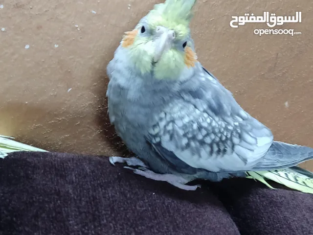 كروان عمر سنة