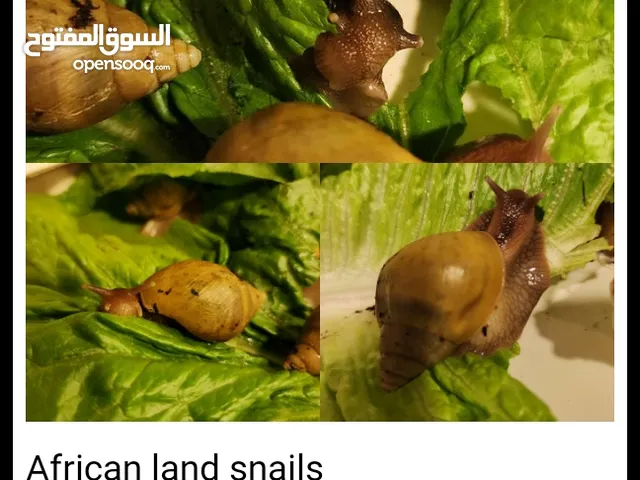 African land snails