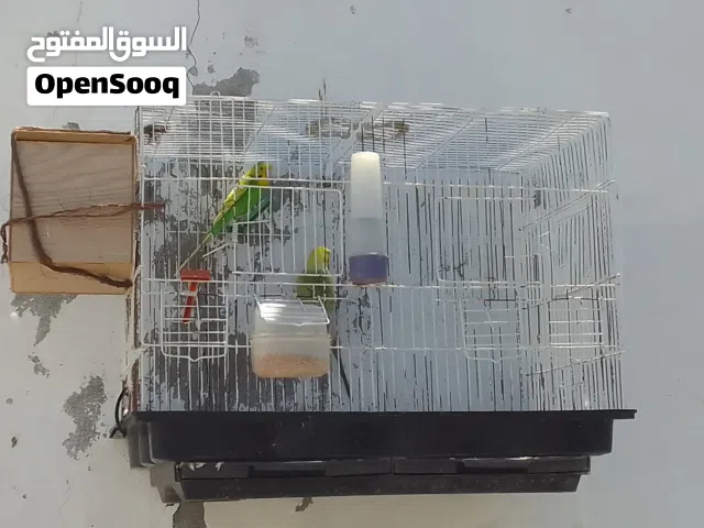 كوبية بقلينو مصوقرة 200%
